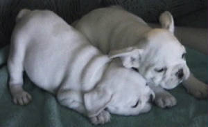 bellaedlitter2010004.jpg
