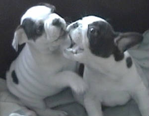 rosecharlieplaylitter2010031.jpg