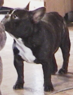 applej3.jpg