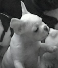 ewardsoldlitter2010020.jpg