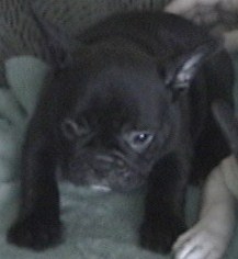jacobfacelitter2010007.jpg