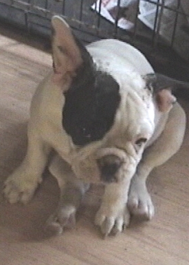 julip12.jpg
